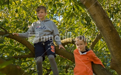 Young boys tree climbing, in an avocado orchard