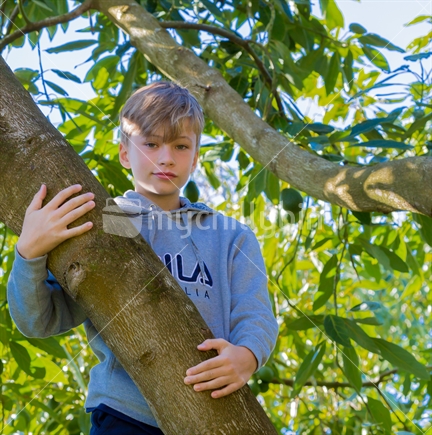 A young boy with a direct gaze climbing in an avocado tree