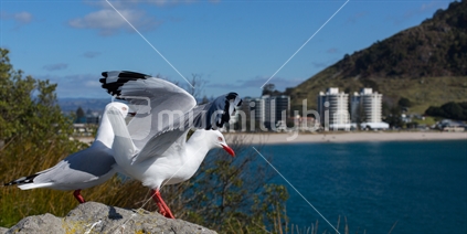 Seagulls perch from a spot overlooking Mauao at Mt Maunganui