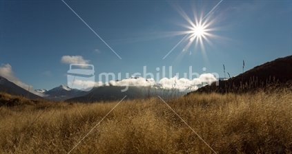 Early morning sunlight reflects off the long grass on Arthurs Pass roadside