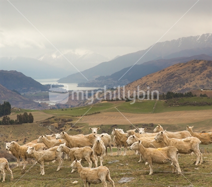 Sheep high on the crown range fields withthe valleys of Queenstown district in the background