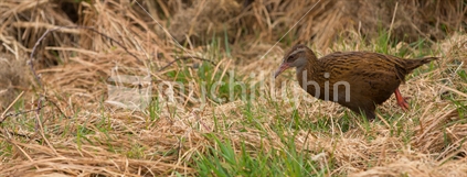 A Weka looks for food in the grass