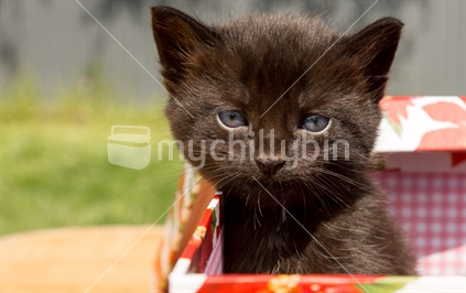 A tiny black kitten sitting in a box