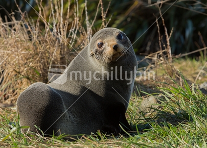Fur seal with direct gaze