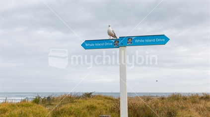 An seagull undecided on which direction to take