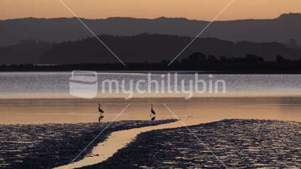 Herons stalk the mudflats after sunset on Ohiwa Harbour