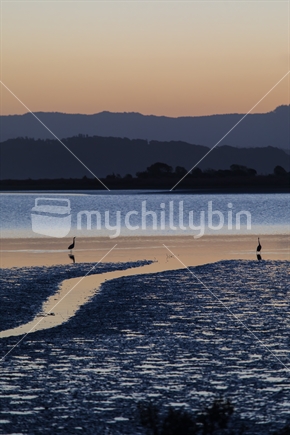 A portrait view of Herons on the mudflats of Ohiwa Harbour after sunset