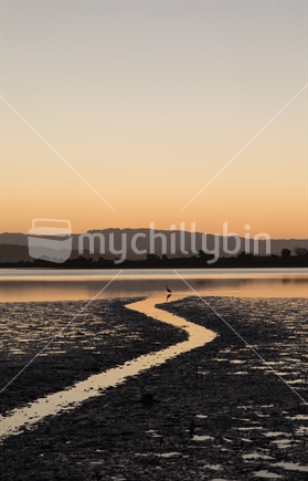 A single Heron stands silhouetted against the setting suns light on the mudflats of Ohiwa Harbour