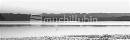 A monotone panoramic of a Heron enjoying the last of the evening light in Ohiwa's wetlands