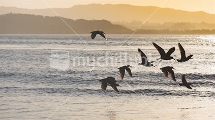 Oystercatchers in flight on Ohiwa spit in the setting sun of Ohiwa Harbour