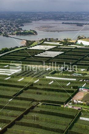 Aerial view of the patterns of the orchards on the Maungatapu Peninsular in the Bay of Plenty