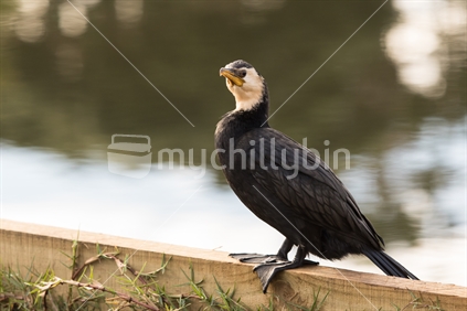 Pied Shag wetland bird