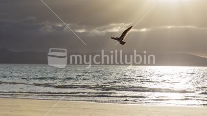 Beach sunset with a low flying Hawk