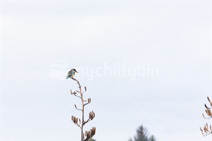 Kingfisher on sentry duty