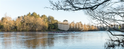 Rowers out training on the Waikato river