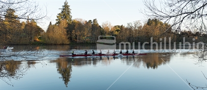 Rowers training on a still morning on the Waikato river