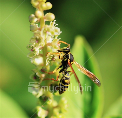Wasp on a flower