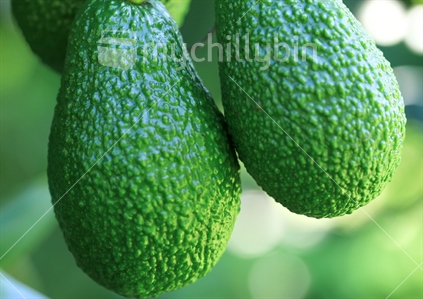 Closeup on hanging avocados.