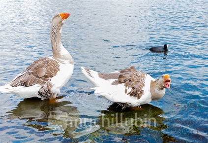 Hissing geese