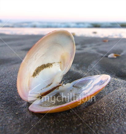 Closeup of shell on the beach