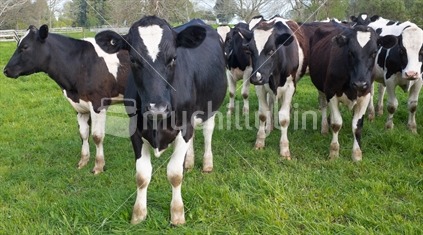 A herd of steers in a paddock