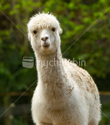 A quizzical look from an Alpaca