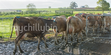 Jersey cows leaving the milking shed
