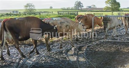 Cows leaving the milking shed