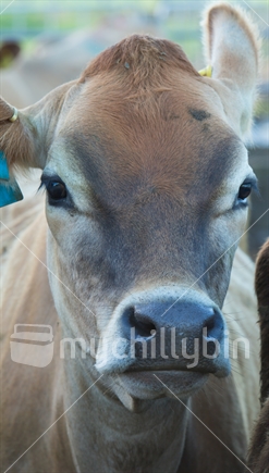 Head shot of Jersey cow