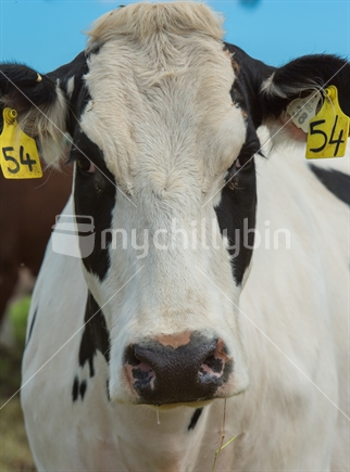 Closeup of Fresian cow