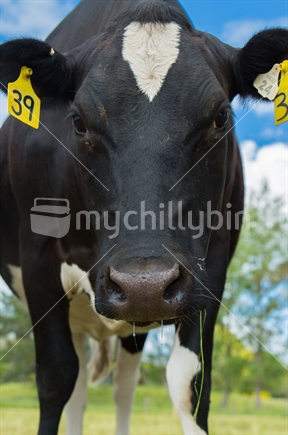 Closeup of Fresian cow