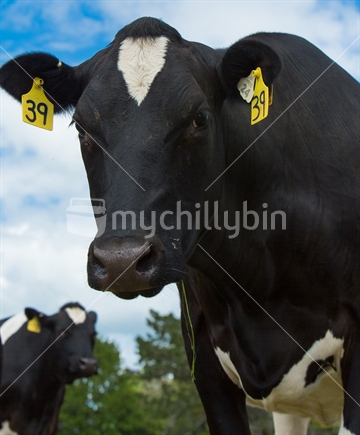 Close-up of Fresian cow with another in background