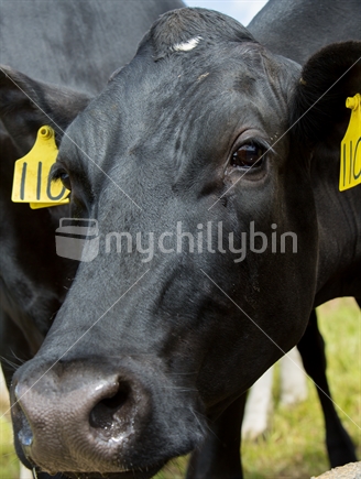 Fresian cow gets right up close to camera