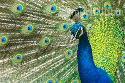 Closeup of Peacock displaying tail feathers