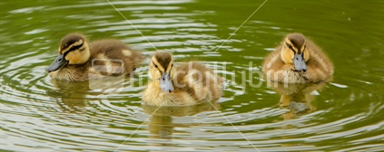 Ducklings in a pond, at Hamilton Lake