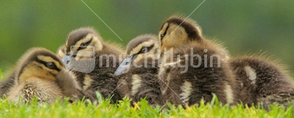 A group of ducklings huddled together (raised ISO)