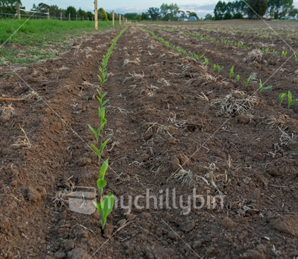 A row of maize sprouting