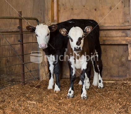 Calves in a pen on a Waikato farm