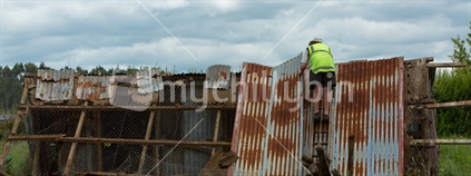 Older man atop a ladder pulling down corrugated iron sheeting