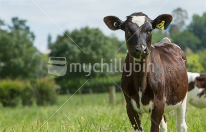 Young calf checks out the intruder in his paddock