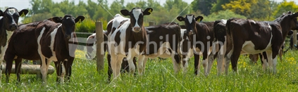 A group of Friesian calves