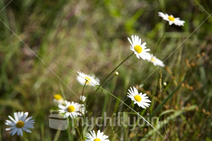 Wildflowers, amongst grass