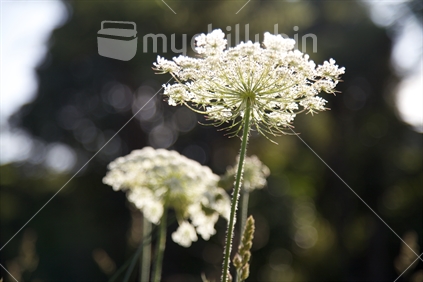Backlit Queen Anne's lace from underneath