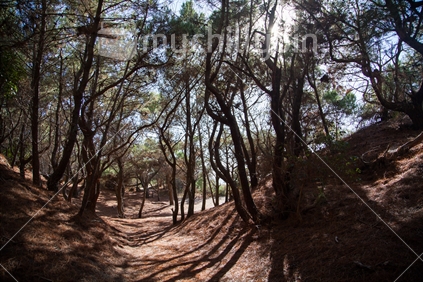 Pine forest on the edge of the coast, Opoutere, Coromandel Peninsula