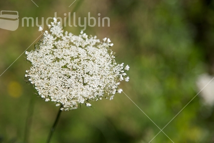 Queen Anne's lace view from above