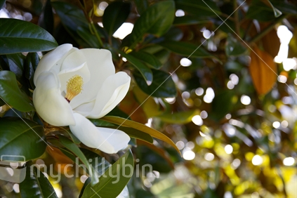 Large white magnolia flower 