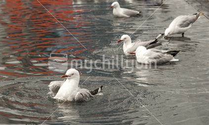 Seagulls enjoying a bath in the water at the Wynyard Quarter.
