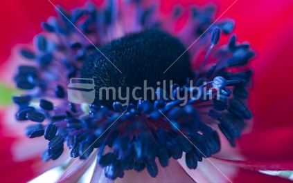 Wind Flower - Anemone
