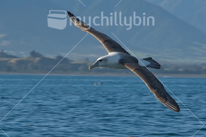 A Bullers Mollymawk swoops low near Kaikoura