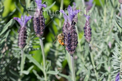 Bee on Lavender Flower 01